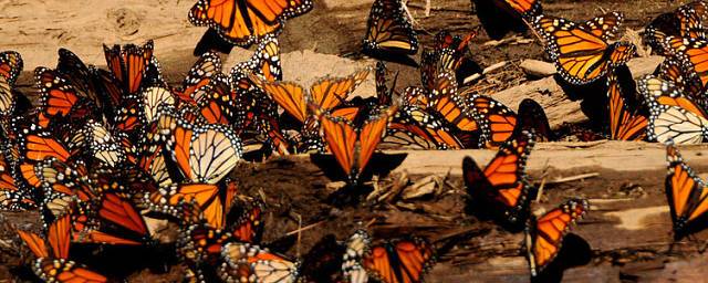В заповеднике Дагестана найдены пять новых для фауны России видов бабочек
