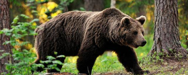 В Красноярском крае застрелили медведя, который убил двух собак в селе Богучаны