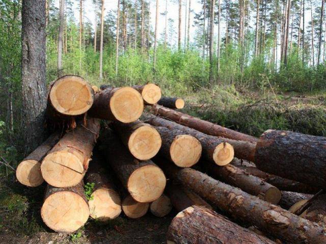 Южноуральцы незаконно вырубили 237 сосен на 9,5 млн рублей