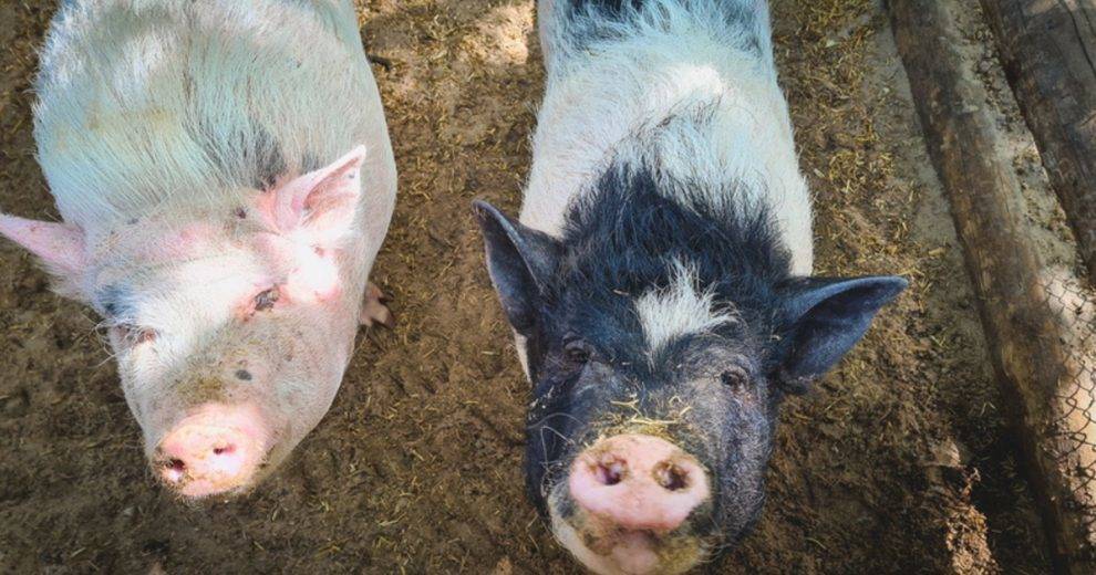В Удмуртии в мясе нашли вирус африканской чумы свиней