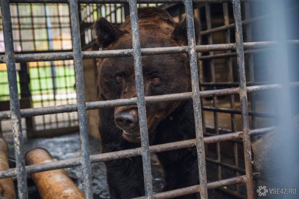 Медведь несколько дней подряд терроризировал жителей сибирского села