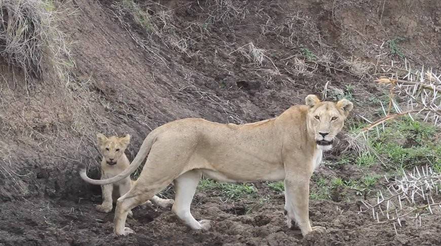 Мама всегда поможет: львица спасла своего малыша, который уже устал звать на помощь (Видео)