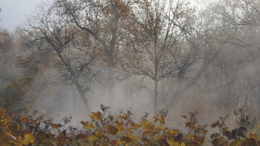 Синоптики предупредили жителей Ленобласти о тумане и заморозках 15 октября