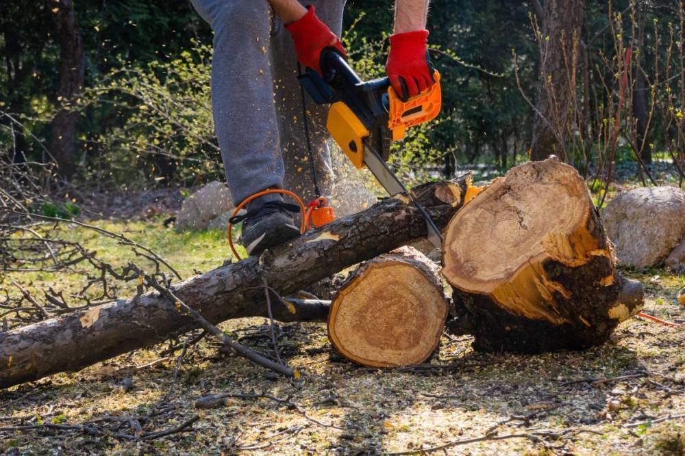 10 причин выкорчевать дерево