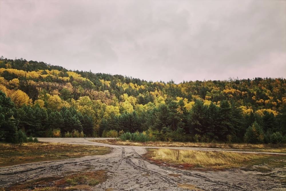 Чиновники на Байкале отдали ДНТ под вырубку 6 гектаров ценного леса