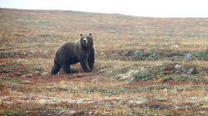 Минприроды Новосибирской области одобрило отстрел опасного бурого медведя