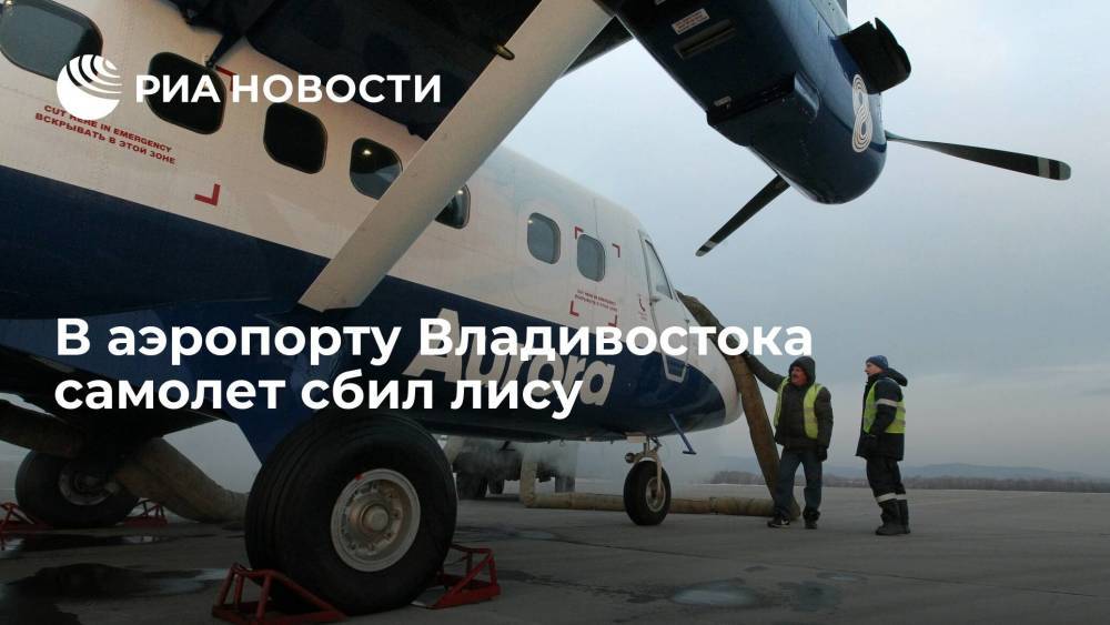 Самолет сбил лису в аэропорту Владивостока, инцидент расследуют