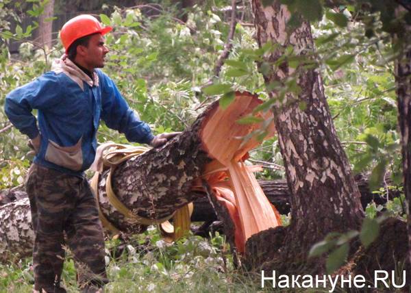 В Челябинске возбудили уголовное дело из-за вырубки 90 деревьев