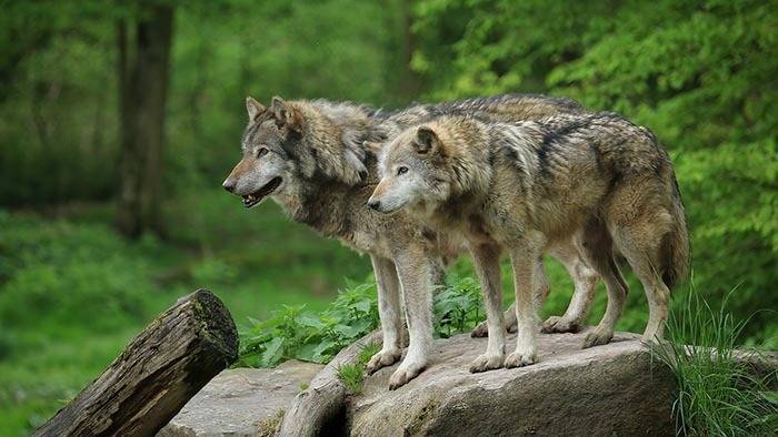 Появление волков в немецких городах участилось