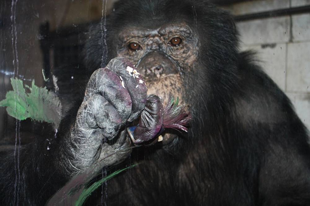 В мэрии Челябинска рассказали о смерти шимпанзе Бонни