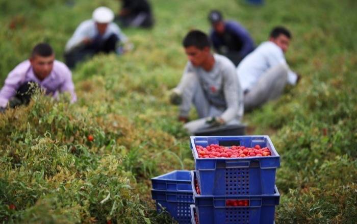 Астраханская область сможет привлекать мигрантов для сельхозработ без ограничений - власти региона