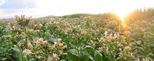 В США в штате Юта найдены обугленные семена табака возрастом свыше 12 тысяч лет