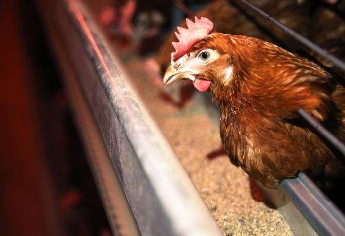 Дефицита яйца в Тюменской области из-за гриппа птиц на крупнейшей птицефабрике в регионе не будет - власти