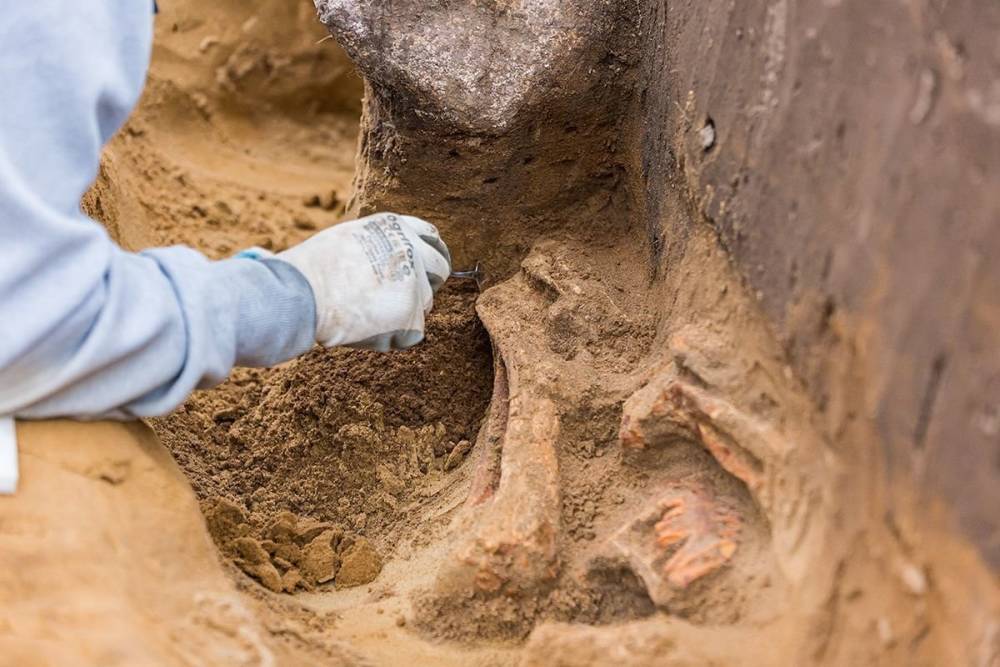 В Калининградской области при строительстве дороги обнаружили могилы всадников с конями