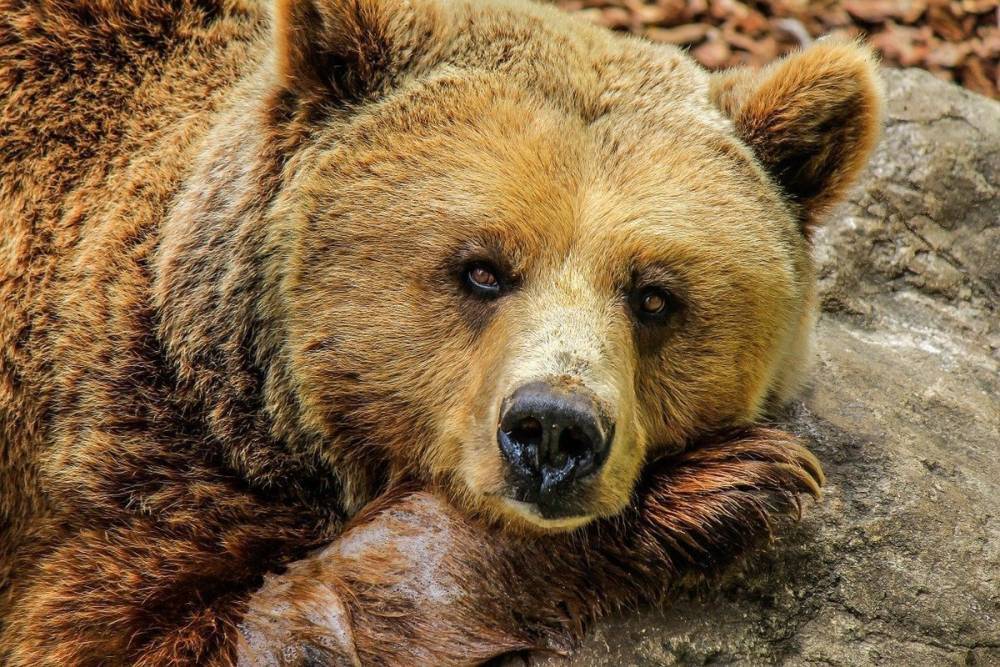 В Новосибирской области застрелят бродящего около подстанции медведя