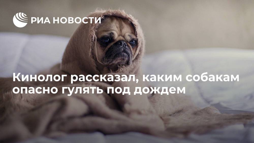 Президент РКФ Голубев рассказал, каким собакам лучше не гулять осенью в дождливую погоду
