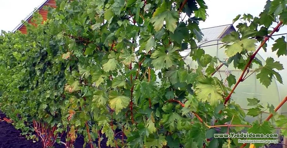 Виноградник своими руками – основные правила размещения и посадки