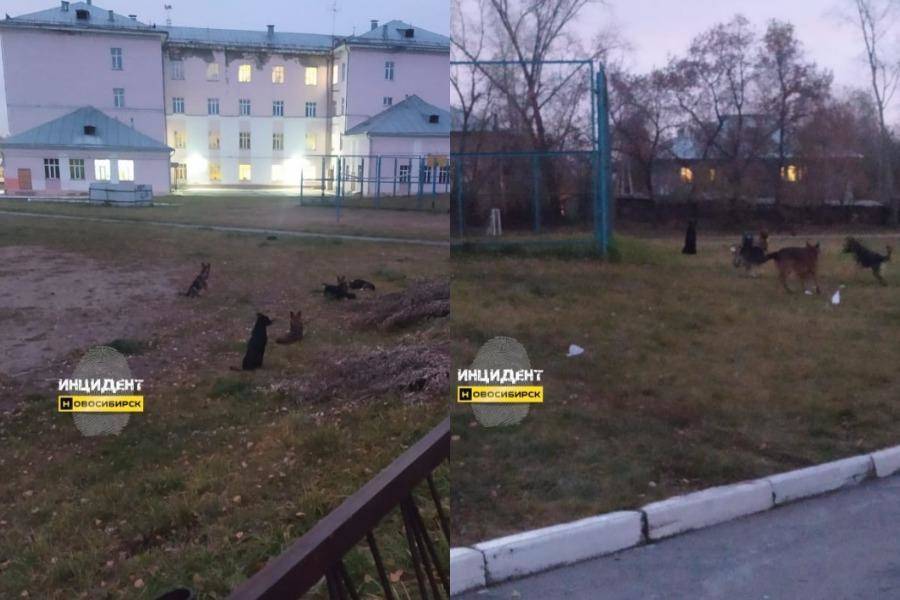 Жительница Заельцовского района пожаловалась на агрессивных собак у школы № 77 в Новосибирске