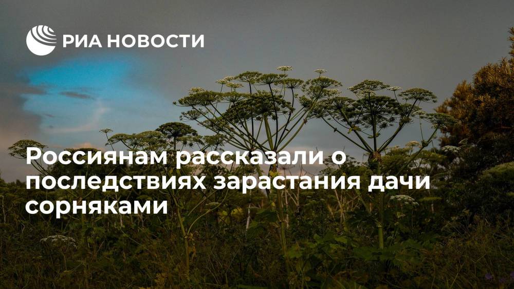 Юрист Данилов: за сорняки на даче можно получить штраф, согласно КоаП РФ