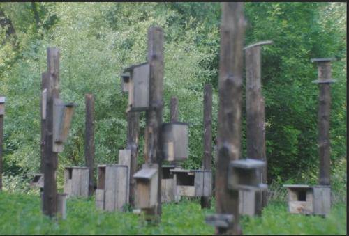 В Бельгии на экокладбище строят вместо надгробий скворечники