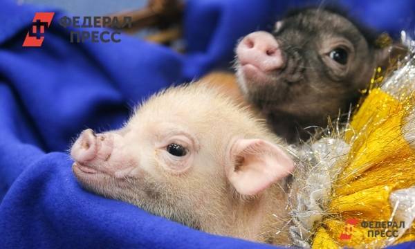 На Южном Урале объявили ЧС из-за очага африканской чумы свиней