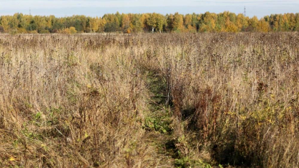 В Тверской области 5 гектаров пашни заросли ивой и ольхой