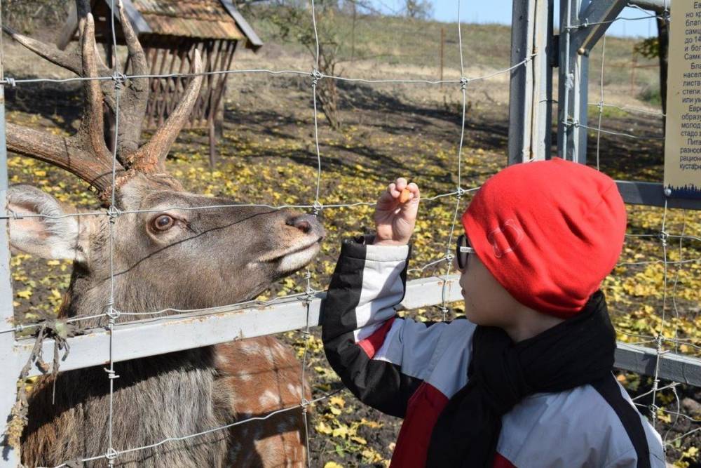 Ставропольские гидроэнергетики познакомили детей с ОВЗ с оленями