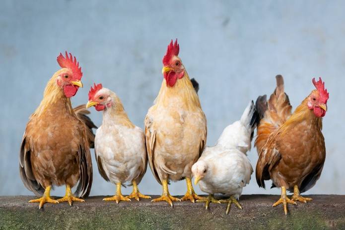 Бразилия побьет рекорд по производству яиц и курятины