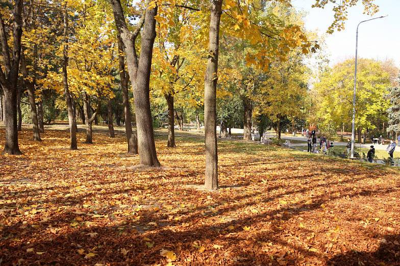 За два дня в Ростове посадили тысячи новых деревьев и кустарников