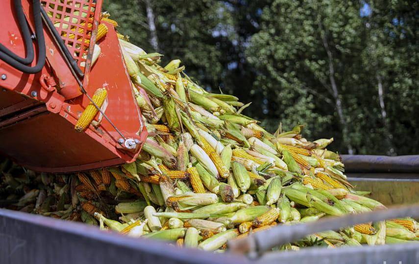 В Гродненском районе собирают по 125 центнеров кукурузного зерна с гектара