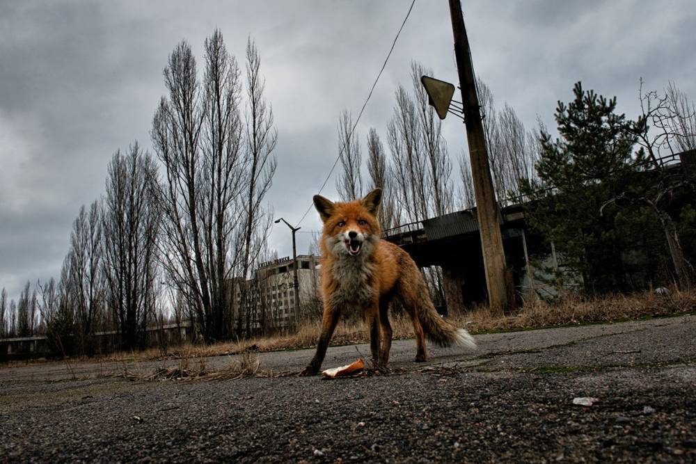 В Чернобыле обнаружили опасное существо, которое может оставить "метку" на каждом (фото)