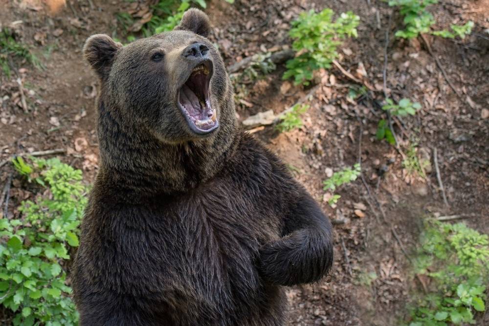 В Красноярском крае охотники застрелят еще 15 опасных медведей