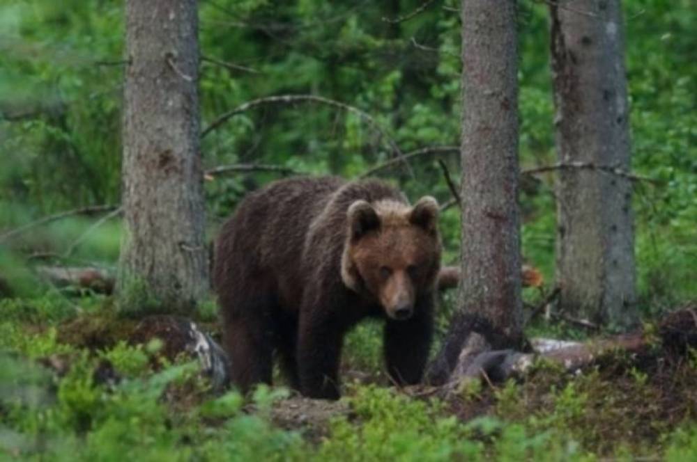 Еще 15 бурых медведей отстрелят в Красноярском крае