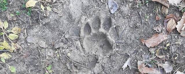 В Ромненском округе Приамурья вновь увидели следы напавшего на лошадь амурского тигра