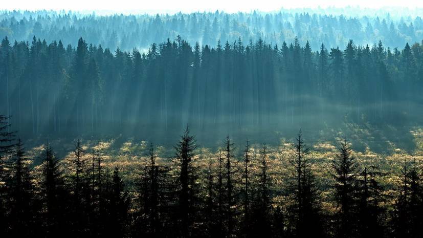 В Совфеде назвали причины сокращения хвойных лесов в России