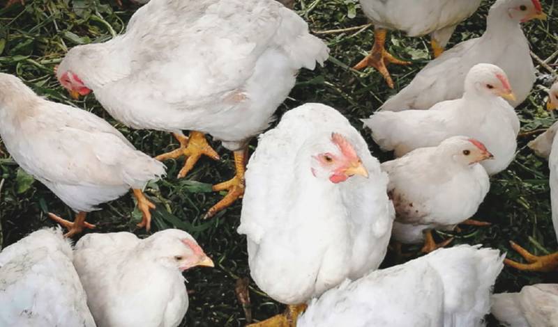 Жителям Тюмени рекомендуют мыть куриные яйца из-за вспышки птичьего гриппа