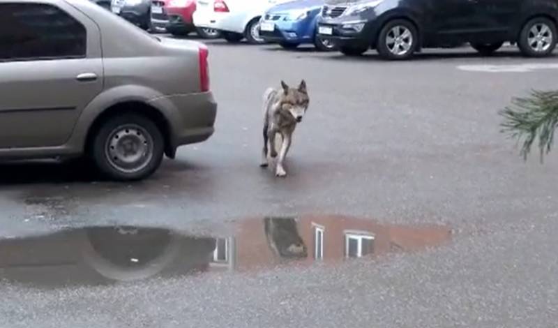 Жители Уфы заметили волка на улице города
