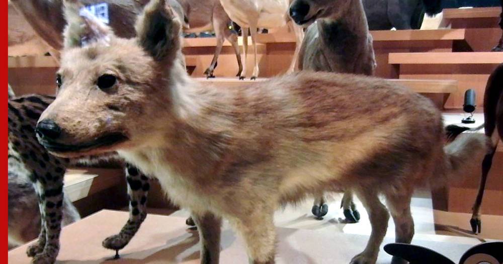 Самого близкого предка собак среди волков нашли японские ученые