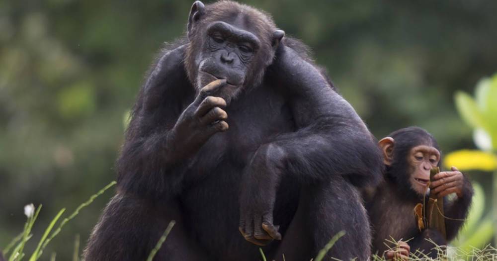 Ученые смотрели на онанизм у шимпанзе и сделали научное открытие