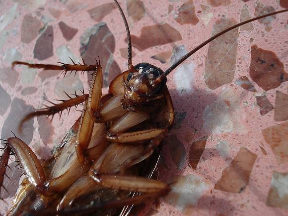 Нижегородские врачи обнаружили таракана в голове у беременной девушки