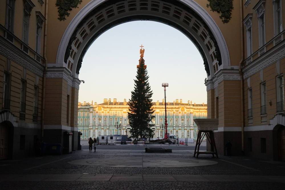Петербуржцы выбрали новогоднюю ель на Дворцовой площади