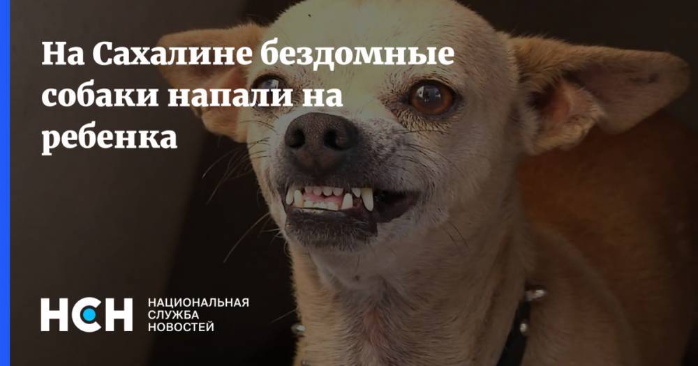 На Сахалине бездомные собаки напали на ребенка