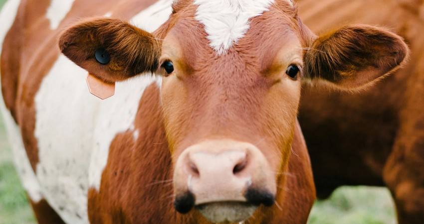 Как умные камеры помогают распознавать болезни коров на ферме