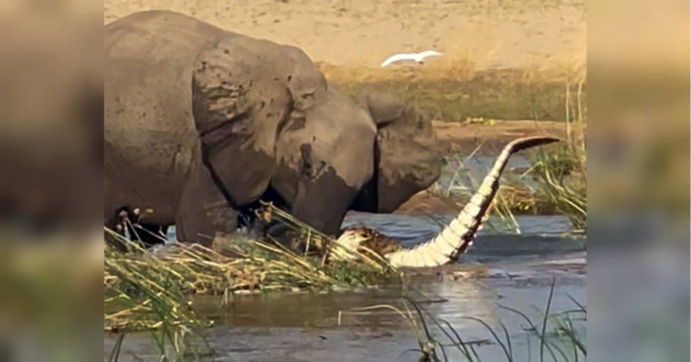 Слониця на смерть затоптала крокодила, який погрожував її слоненяті — відео