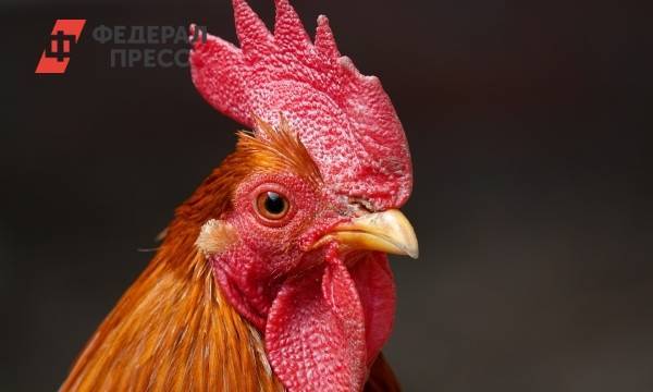 Тюменцы продолжают жаловаться на вонь с Боровской птицефабрики