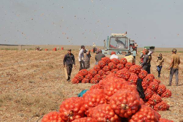 В Россию планируют завозить узбекистанских рабочих для агропрома
