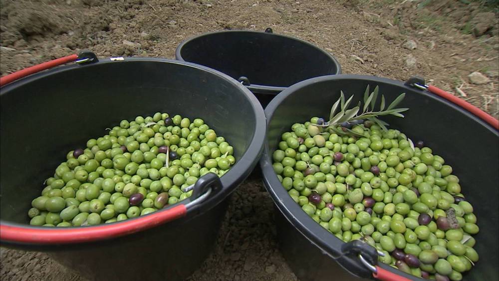 Догнать и перегнать: в Крыму увеличивают промышленное выращивание маслин