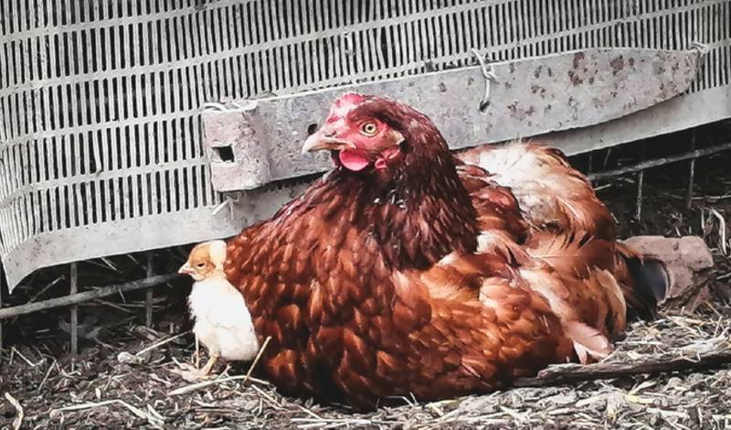 Около Тюмени сожгут 4 миллиона кур из-за птичьего гриппа