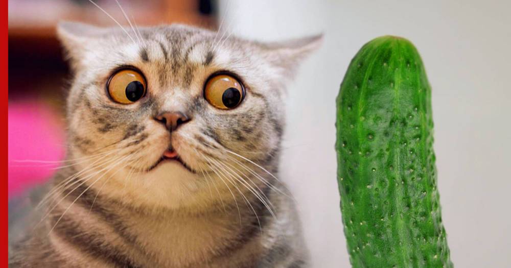 Действительно ли кошки боятся огурцов, рассказали эксперты