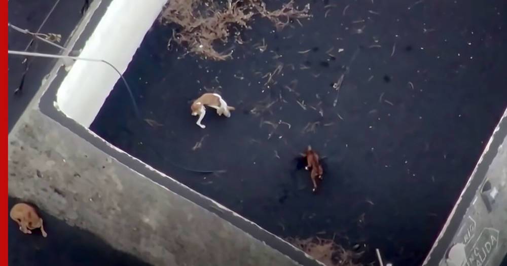 Собак, которые оказались в ловушке после извержения вулкана на Канарах, спасут при помощи дронов